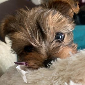 Meet your Posher, Daisy